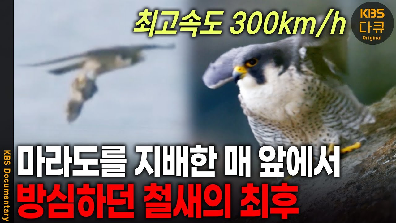 시속 300km에 사냥 영역만 무려 20km, 지구에서 가장 빠른 매의 엄청난 사냥 기술 | KBS 20210610 방송