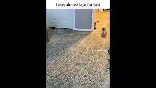 The puppy was running to sleep quickly#short #puppy #running #funnypuppy #trynottolaugh