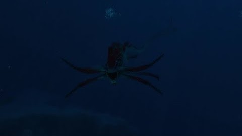 Detecting MULTIPLE LEVIATHANS???