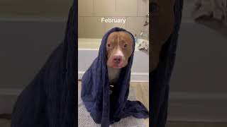 2023 Recap With My Dog