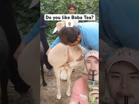 Video: Il bubble tea è cheto?