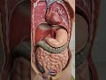 PANCREAS