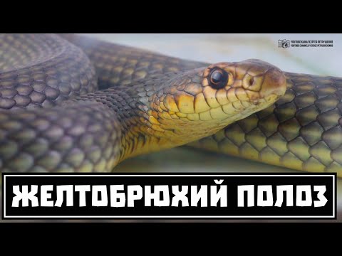 Vídeo: Great Poloz O El Secreto De La Anaconda Mansi - Vista Alternativa
