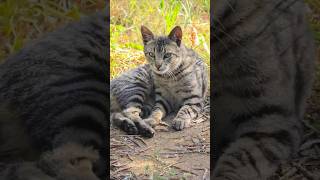 #belezaselvagem #wildcats #sounsofnature #catshorts #samsungs26ultra