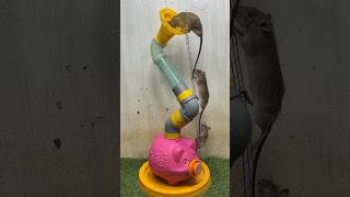 Best Mouse Trap Idea/Plastic Pig Mouse Trap #Rattrap #Mousetrap #Rat