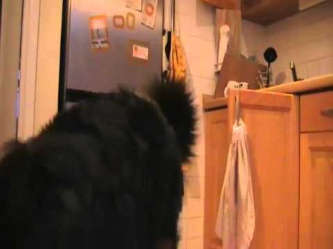 Video: Berno Kalnų šunų Veislė Hipoalerginė, Sveikatos Ir Gyvenimo Trukmė