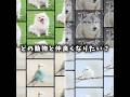 どの動物と仲良くなりたい?#犬 #オオカミ #シマエナガ #セキセイインコ #バズれ