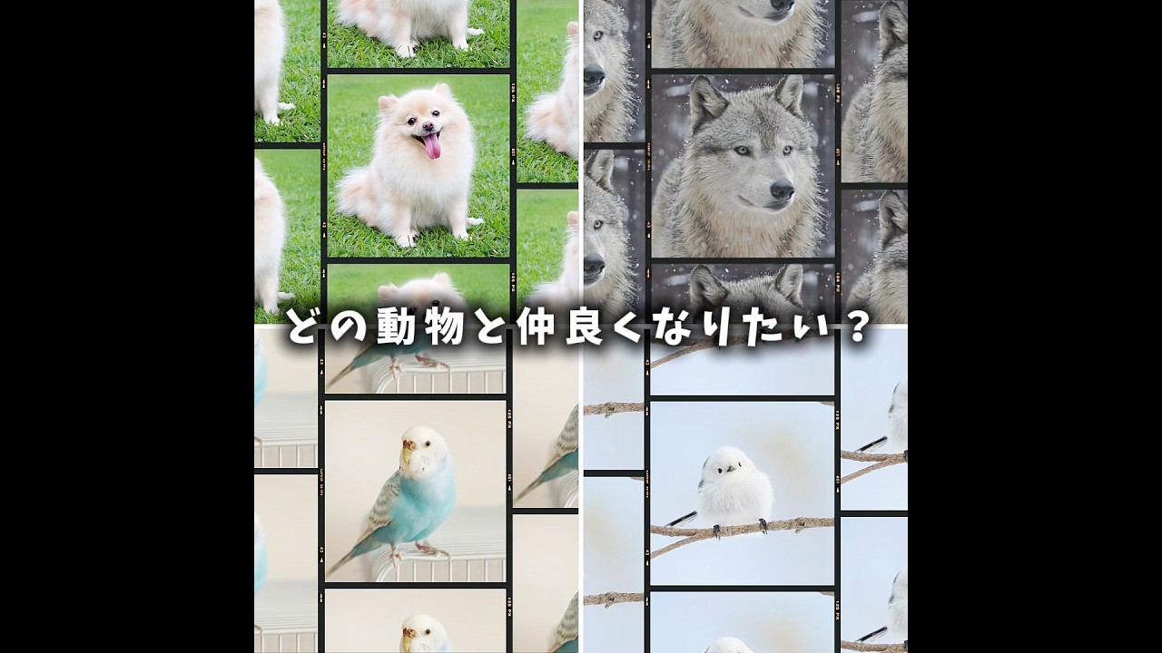 どの動物と仲良くなりたい?#犬 #オオカミ #シマエナガ #セキセイインコ #バズれ