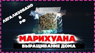 ВЫРАЩИВАНИЕ МАРИХУАНЫ ДОМА | ЛЕГАЛЬНО