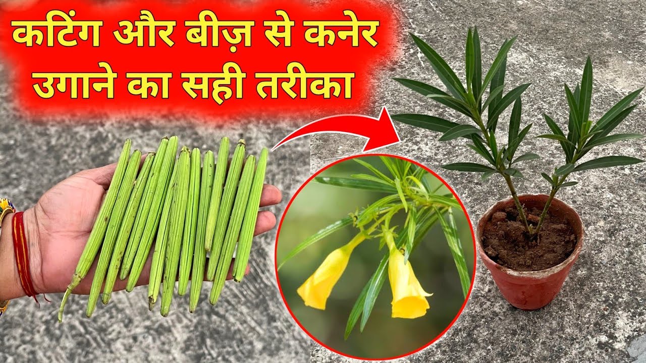 कनेर की कटिंग और उसके बीज़ से अपने घर पर पौधा लगाने का बिलकुल सही तरीका