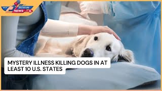 Mystery Illness Killing Dogs in at Least 10 U.S. States