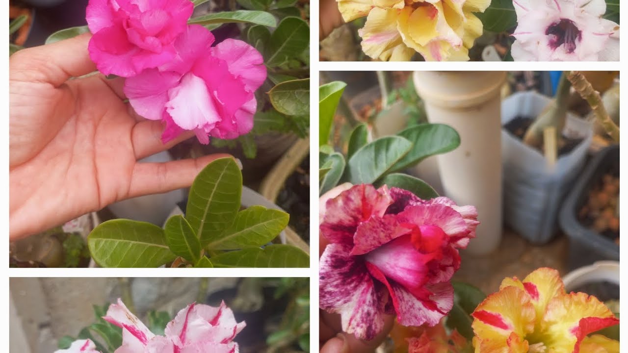 APRECIANDO ALGUMAS FLORES Rosasdodeserto