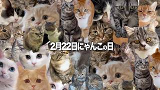【猫の日】出演してくれたみニャさま【222匹】