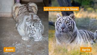 La nouvelle vie de la tigresse Snow  | QUATRE PATTES en FRANCE