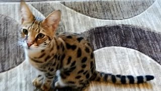 F1 Savannah Cats and their... 'New Toy !'