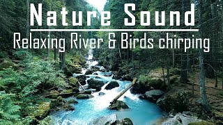 Relaxing forest cascade of waterfalls & birds chirping screenshot 1
