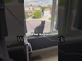 #fyp #funnycats #memes #cat #cute #funny #funnypets #subscribe #viral #kitty #ytshorts #music #sing