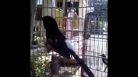 Murai Larwo Gacor PE 20cm