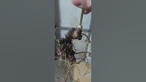 Vườn Sâm Ngọc Linh Tu Mơ Rông