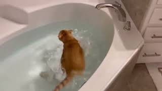 COMPILATION OF FUNNY ANIMAL VIDEOS.मज़ेदार जानवरों के वीडियो का संकलन.有趣的動物影片彙編.