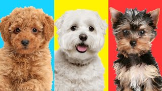 Cutest Toy Breed Dogs (Top 10) by Woof Gang 60,599 views 3 years ago 4 minutes, 56 seconds