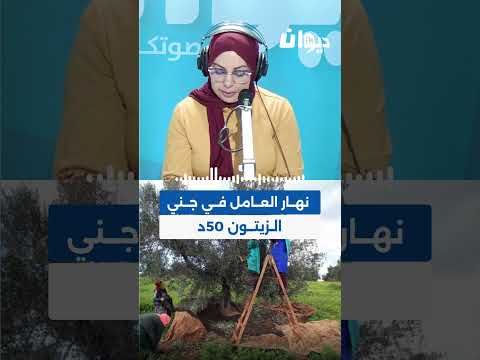 رئيس اتحاد الفلاحة بصفاقس محمد بن عمر شلاغو نهار العامل في جني الزيتون 50د