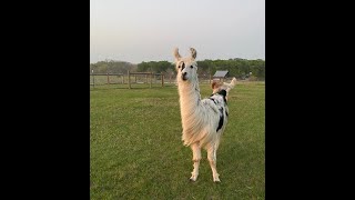 Houston Pettalk's Michelle Mantor shares her new Life With Llamas! by houstonpettalk 31 views 1 year ago 1 minute, 24 seconds