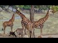 Safari Aitana Costa Blanca Spain||Wildlife and Safari Park