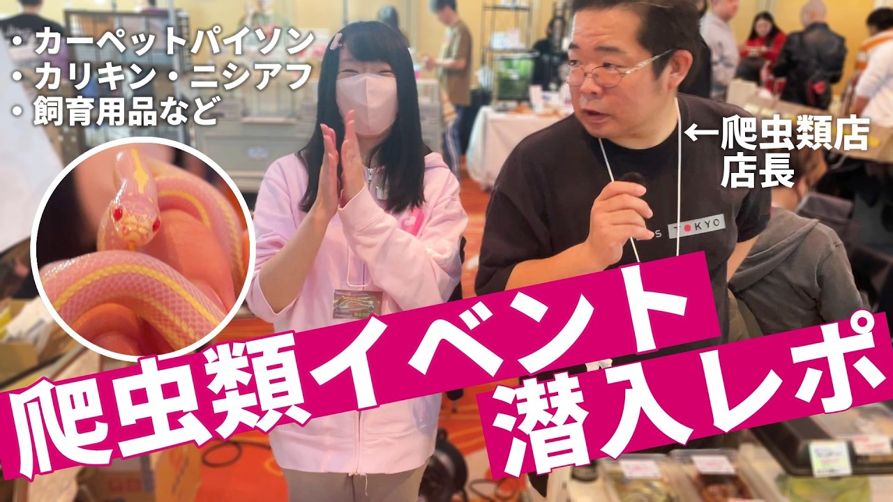 爬虫類イベント🦎名古屋がアツい🔥WAF!名古屋🐍World Animal Festival! カリフォルニアキングスネーク カーペットパイソン ニシアフリカトカゲモドキ等！