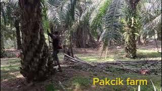 Panen kelapa sawit kawasan ladang felda lepar utara 4 Pahang Malaysia vol 14