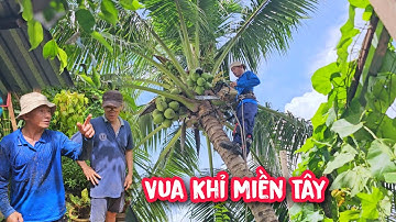 Chủ nhà khen không ngớt khi vua Khỉ cưa hạ 2 gốc cây Dừa Sai Trái (Phần cuối).