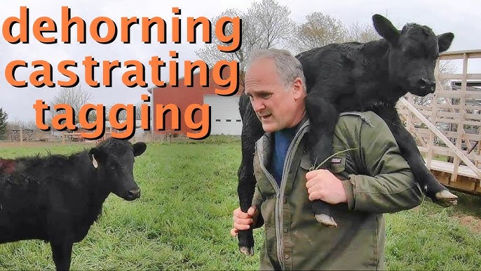 How To Band a Calf – Farm Fresh For Life – Real Food for Health