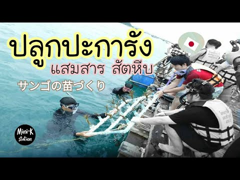 ปลูกปะการัง ที่แสมสาร สัตหีบ