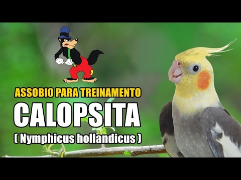 Calopsita Cantando Hino Do Flamengo Mp3 Assobio Exemplo P Ensinar Calopsita 2017 6 Youtube