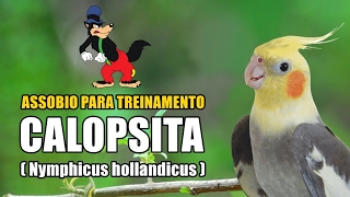 Whistle Exdanle For Training Cockatiel 20166