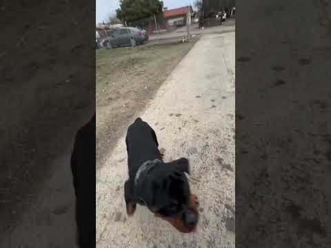 Top 4 Most Bravest Dog Breed That will Face even wild beast 😡 #shorts #dog #dogs