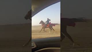 भारत में प्रसिद्ध मलिनाथ मेले के लिए रूपसिंह जी खारा अपने घोड़े बाज को तैयार करते हुए
