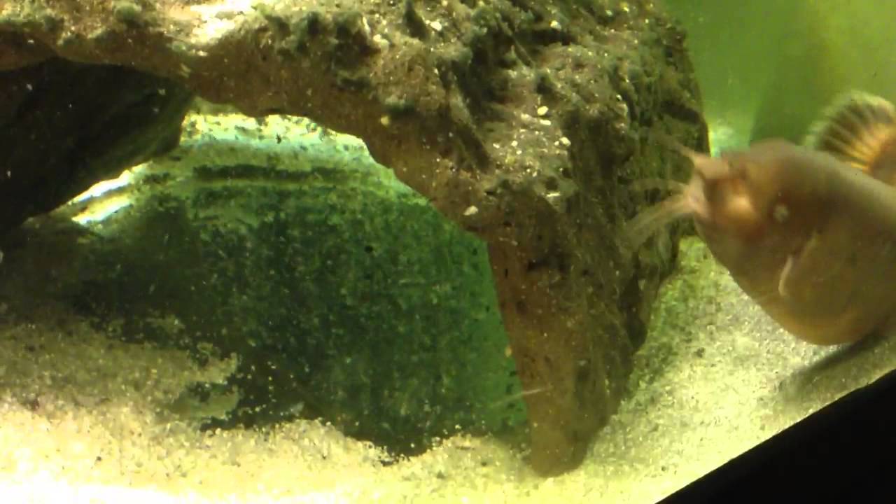 Electric catfish feeding time! YouTube