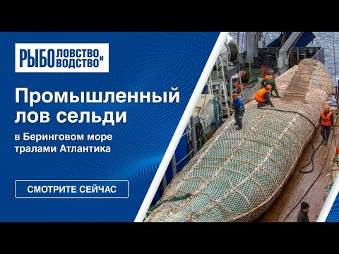 Промышленный лов сельди в Беринговом море тралами Атлантика