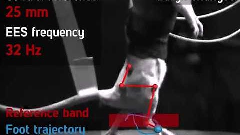 Closed-loop spinal cord neuromodulation in rats