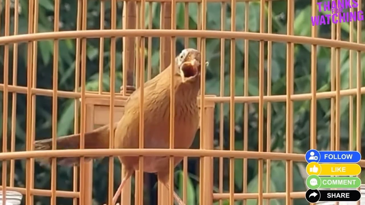 Hoạ Mi Hót Đấu /hoạ mi hót sáng luyện giọng kich bổi sổ giọng chim hót hay mỗi ngày