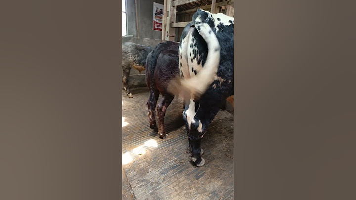 Barisan sapi hitam belgian blue#sapijumbo #sapisuper #sapi