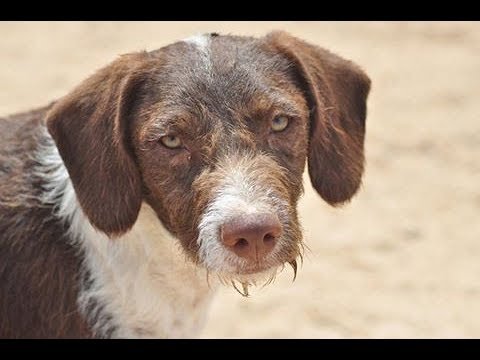 Video: Sargento de policía plumas desgarradora adiós letra al perro que significa todo para él