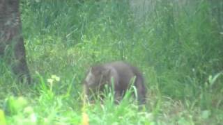 シンリンオオカミの赤ちゃん 肉を食べる