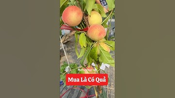 Mua là có quả luôn Đào Tuên Nhật bản cây sẵn quả bên em ạ☎️092.391.6866 #nhavuonngoclam #cayanqua