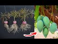 New mango grafting technique with onion natural rooting hormone 100