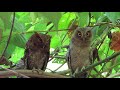 Vermiculated Screech | owl | Megascops vermiculatus | Lechuza vermiculada