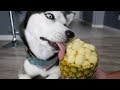 DIY Piña Colada Frozen Dog Treats!