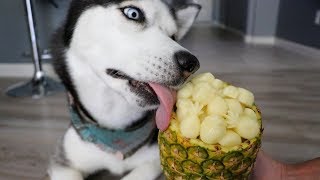 DIY Piña Colada Frozen Dog Treats!