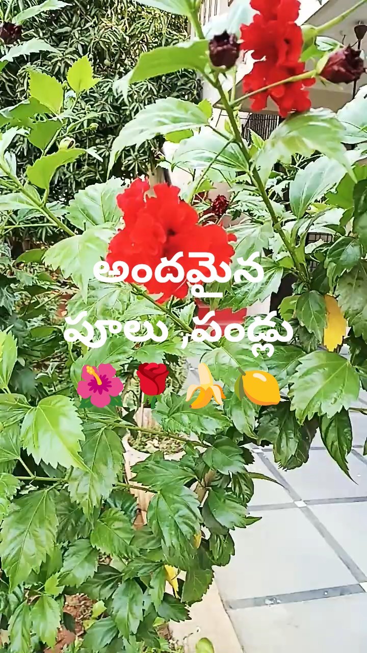 🏵️పువ్వుల అలంకరణ - ShareChat